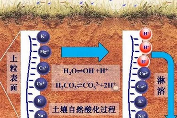 无籽的葡萄用什么药膨大