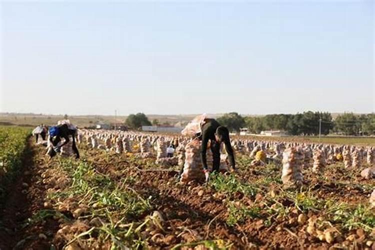 红富士苹果成熟时间脱袋时间