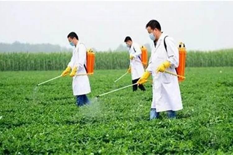 为什么种植油菜要增施硼肥？硼肥的功效有哪些？