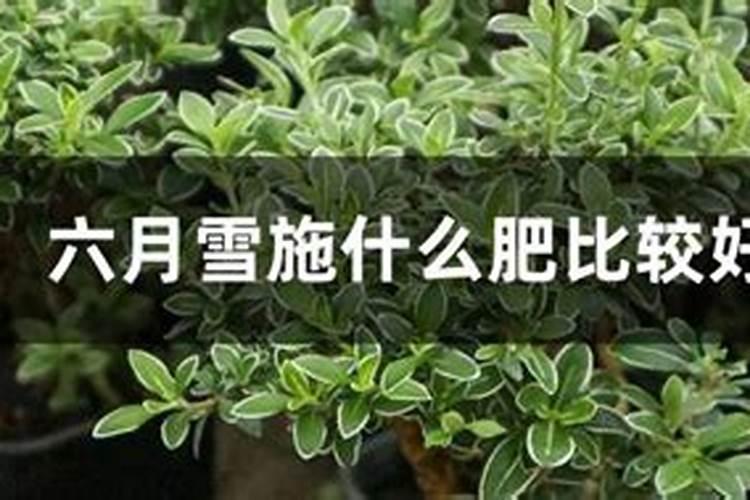 太阳花夏季高温能施肥吗