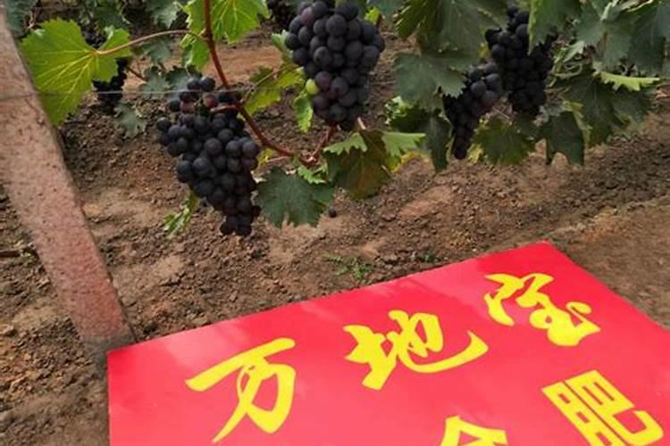 葡萄秋季施多少肥好