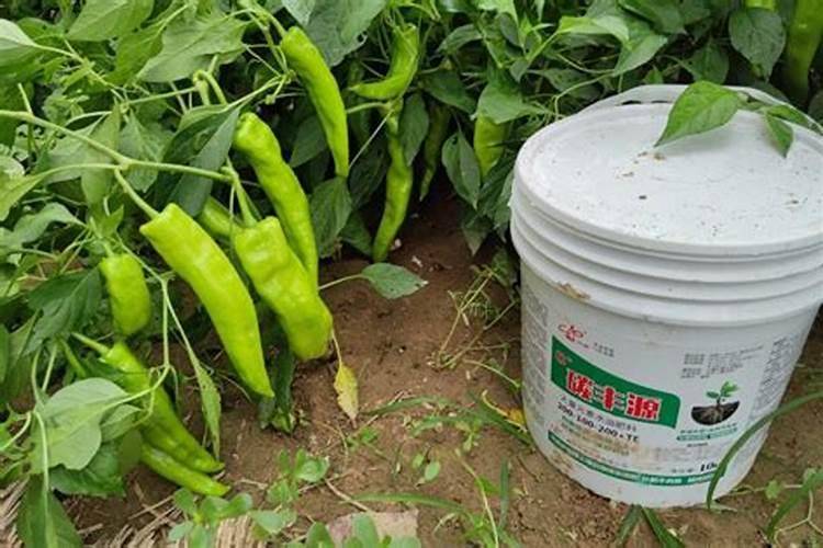 芸苔素内酷非菜能用吗