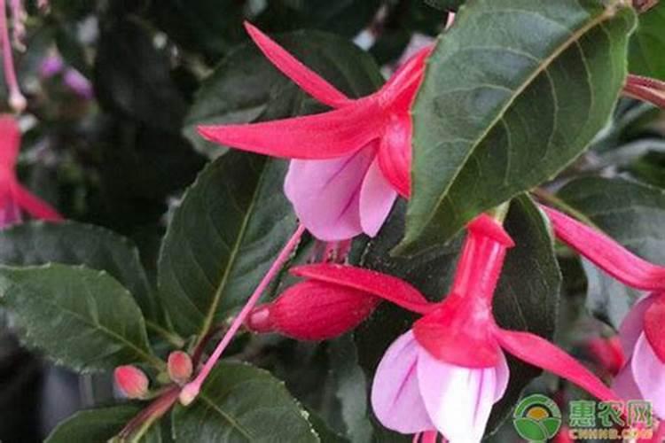 铁皮石斛用什么肥料最好