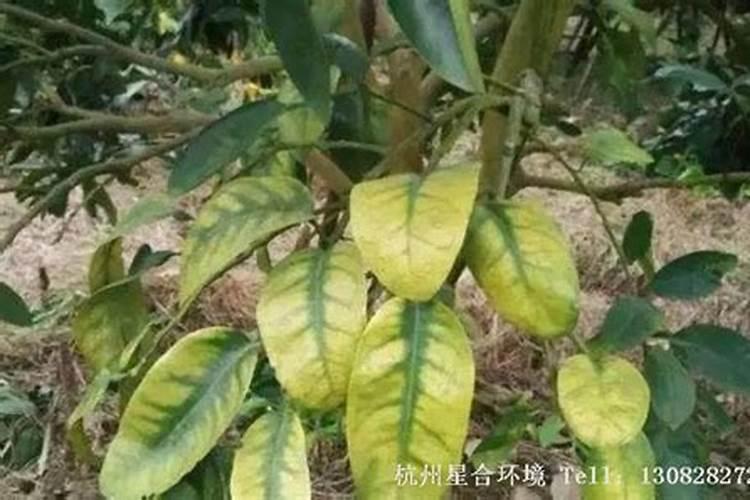 柑橘开花时期适合用啥肥料