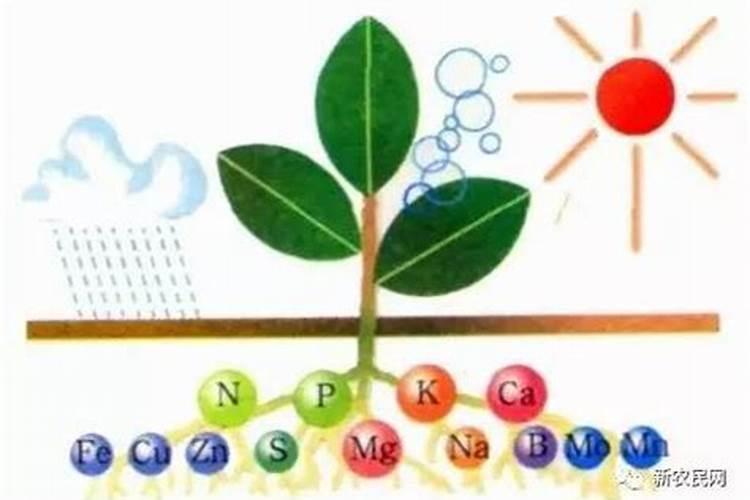 红蜘蛛对玉米有什么危害？要如何进行防治呢？