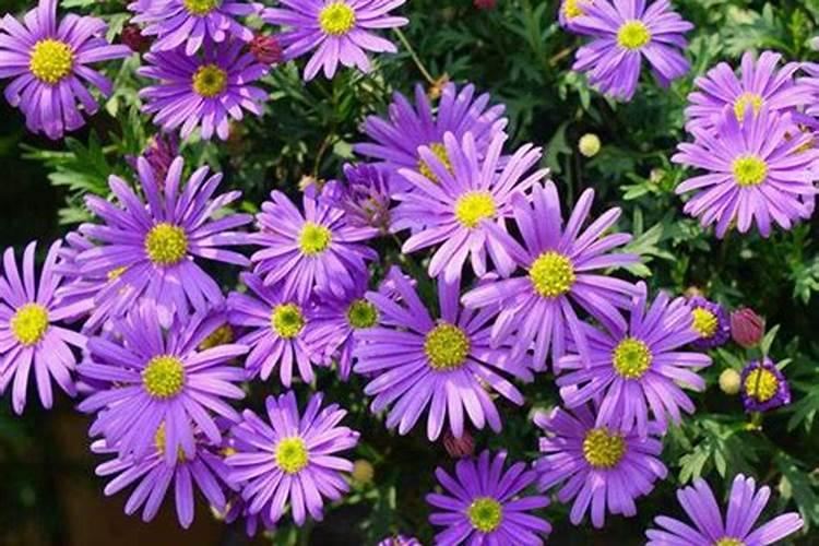 你知道什么时候给花施肥最好吗？施肥时要注意什么？