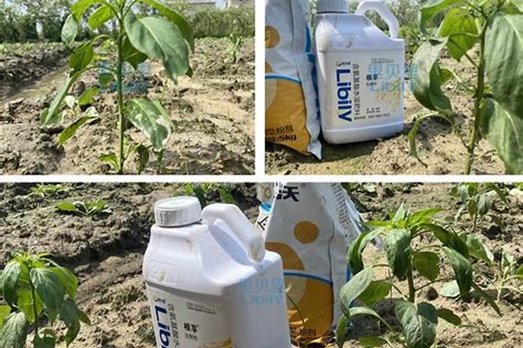 果树苗定植多久上肥果树苗定植几天后施肥最佳