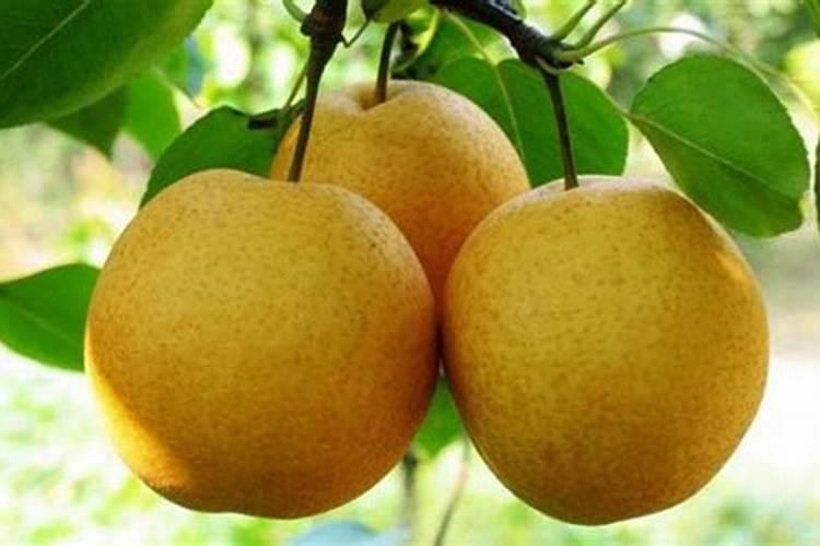 如何分辨化肥种类