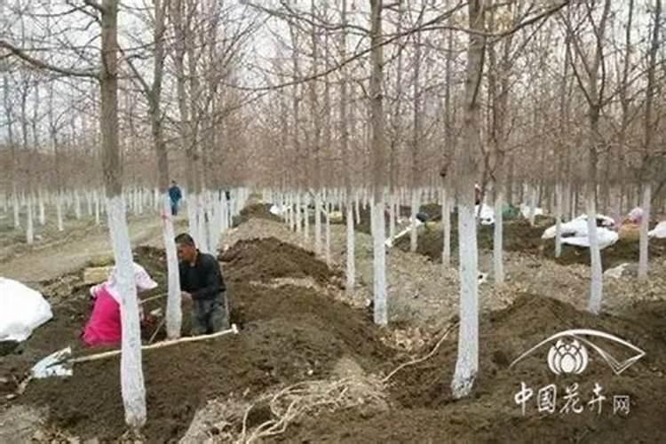 各位专家 大葱的软腐病用什么药好