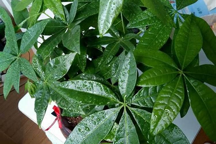 有什么途径能让砂糖橘复原