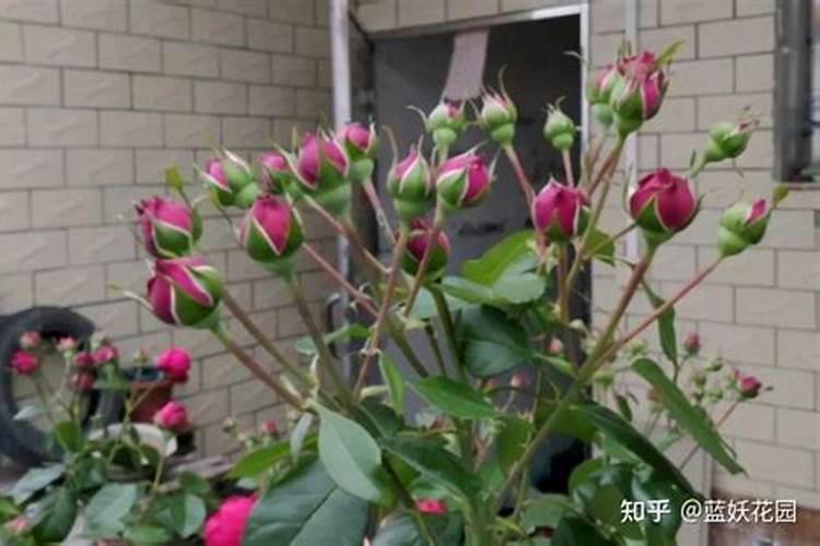 山茶花的花苞打不开,用骨粉好,还是用茶花营养液好