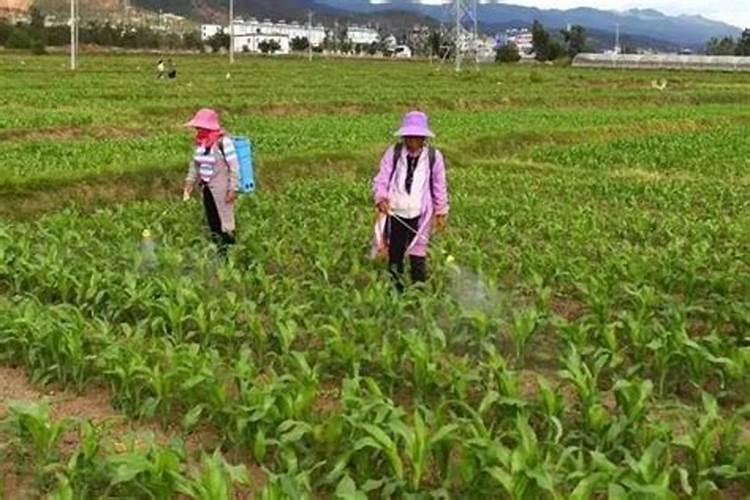 种瓜用什么肥料好又甜又大。