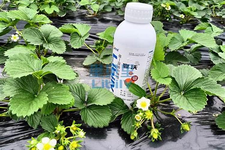 草莓结果期施什么肥？草莓早熟高产栽培技术!