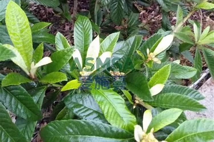 硝酸磷钾肥的缺点与优点