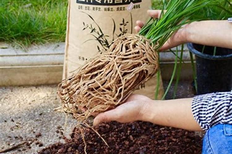 君子兰夏天可以施肥吗