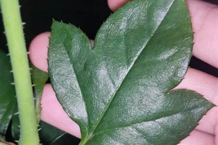 月季开花的时候能喷叶面肥吗