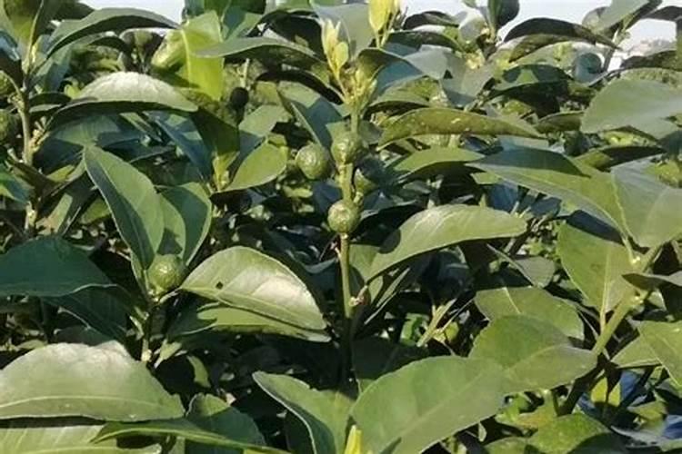 种植沙糖桔南丰蜜桔马水桔和金桔用什么叶面肥好？
