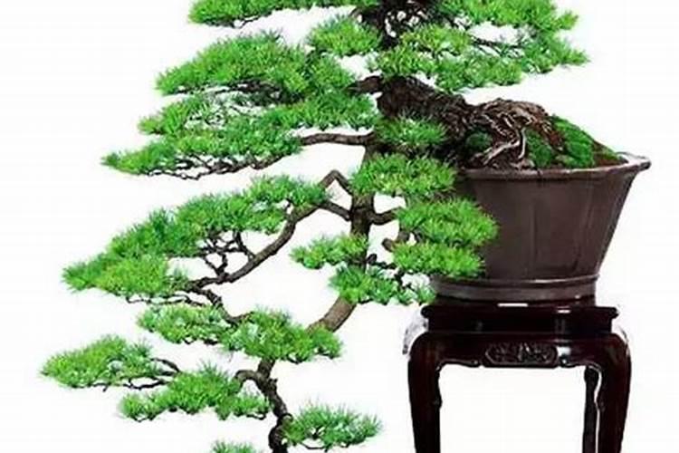 尿素是什么种类的肥料