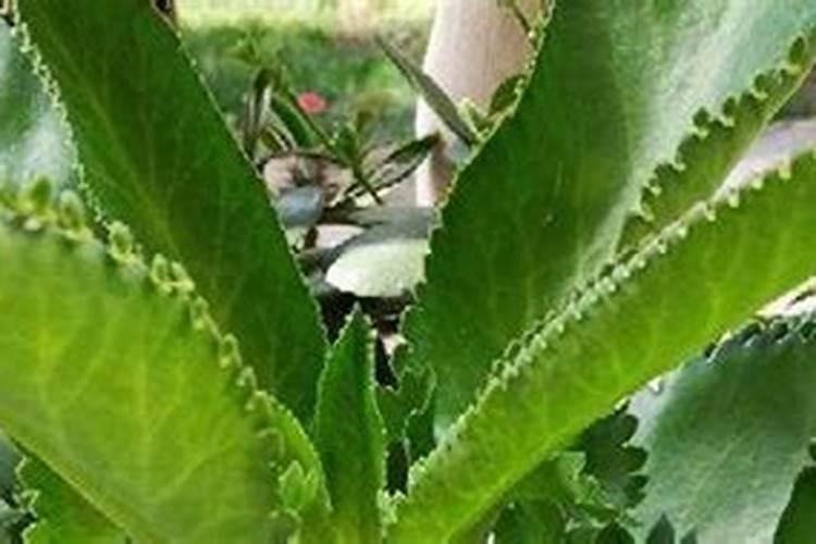 落地生根用什么肥料好呢