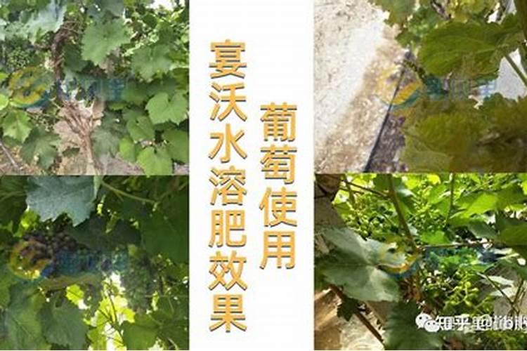 桔子树用什么肥料最好