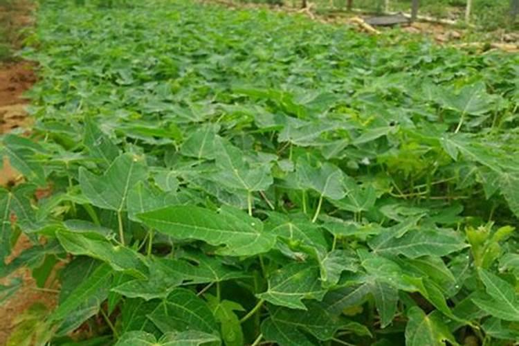 钙镁中量元素水溶肥