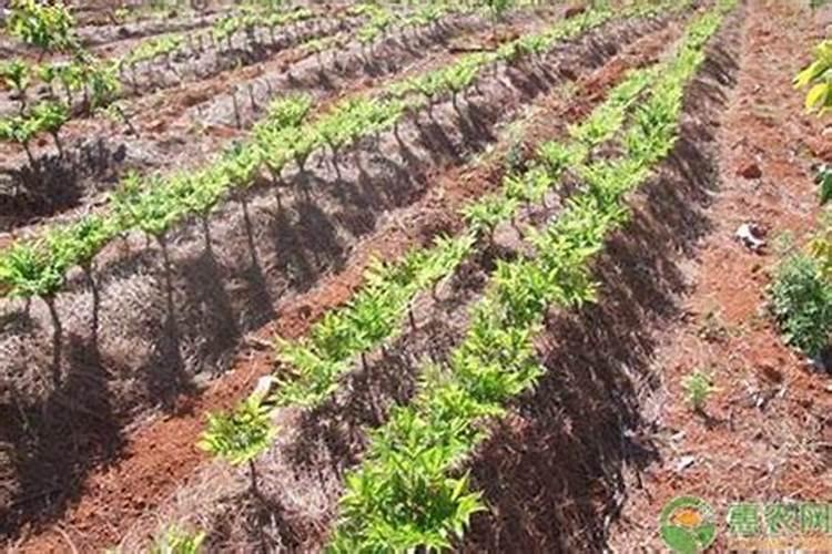 种魔芋用什么肥料最好