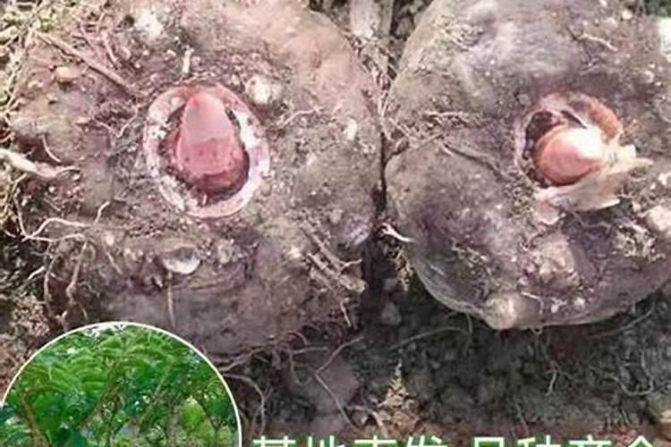 魔芋怎么上肥料