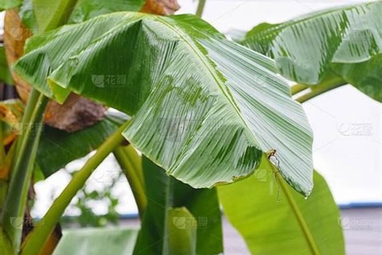 茶叶施肥的正确方法