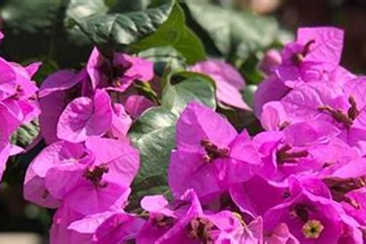 温室大棚樱桃如何管理温度 樱桃需要什么生长条件