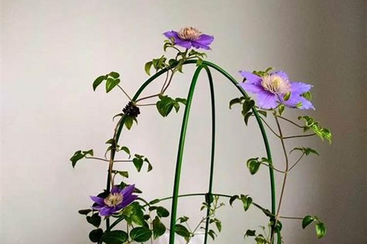 发财树没根了还能活吗,能救活/发财树烂根补救的方法