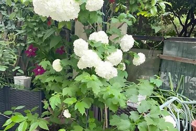 无花果树专用肥料配方比例是多少？