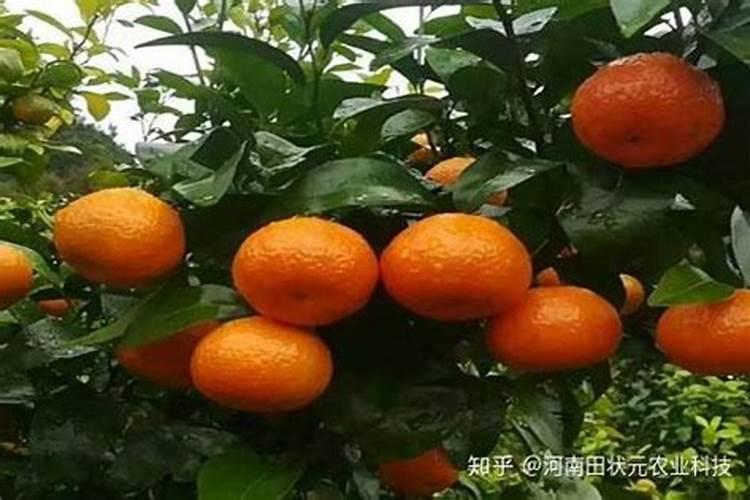 桔子树施什么肥才会甜