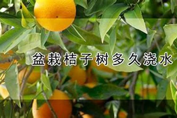 桔子树施什么肥最好 适合用什么肥料