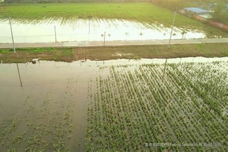 水田在淹水期的时候,哪种氮肥是不适合去施用的