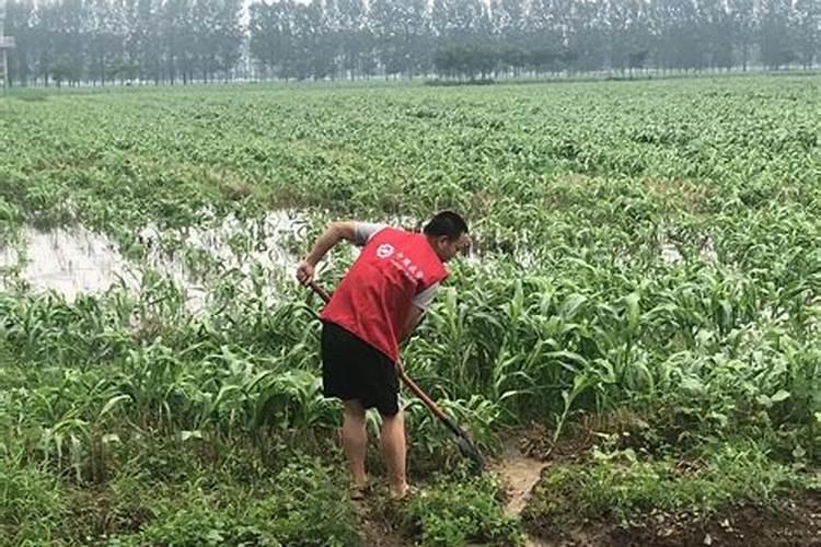 水田淹水期不适用哪种氮肥