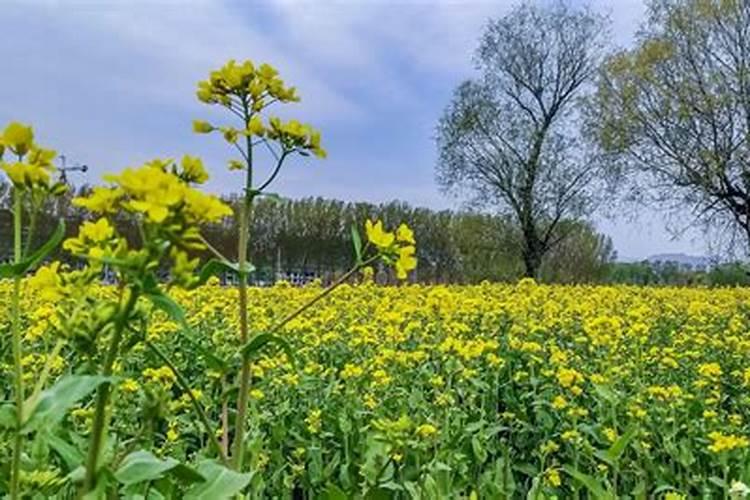 油菜盛花期能否打杀菌农药和施叶面肥