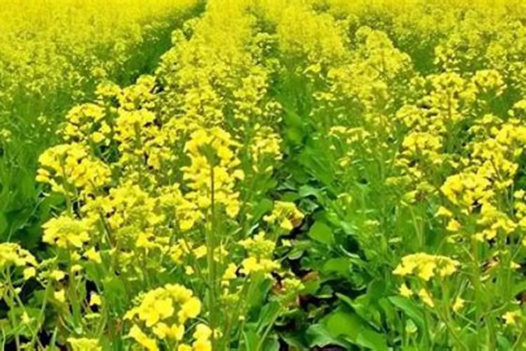 油菜花花期多长时间