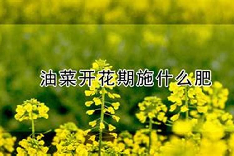 油菜几天发芽出苗 用什么肥料能高产