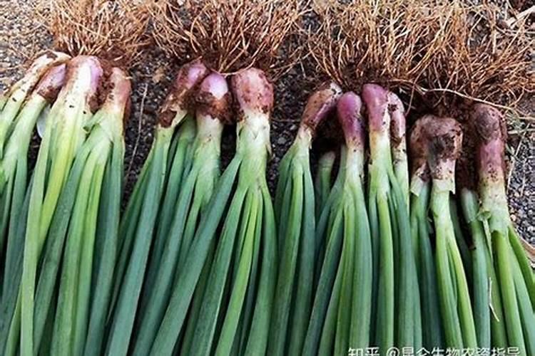 磷酸二氢钾甜瓜幼苗期每亩冲施多少