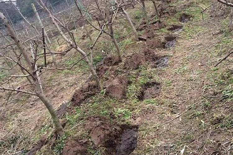 天然的氮磷钾肥有哪些