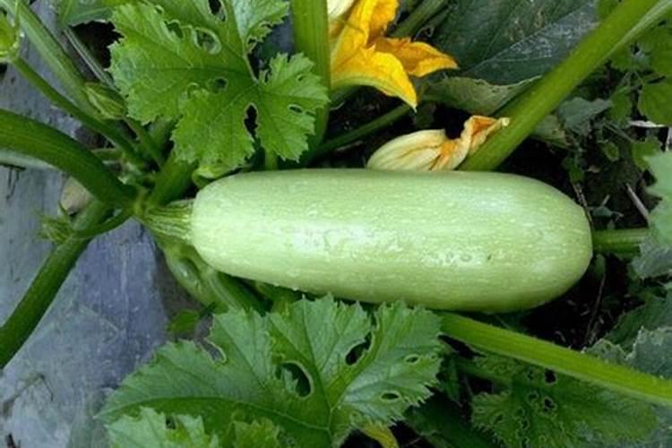 如何自制氮磷钾肥