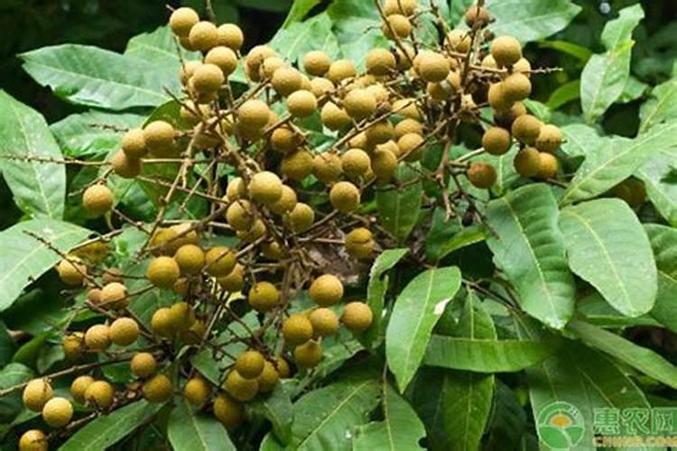 硼肥使用方法及注意事项