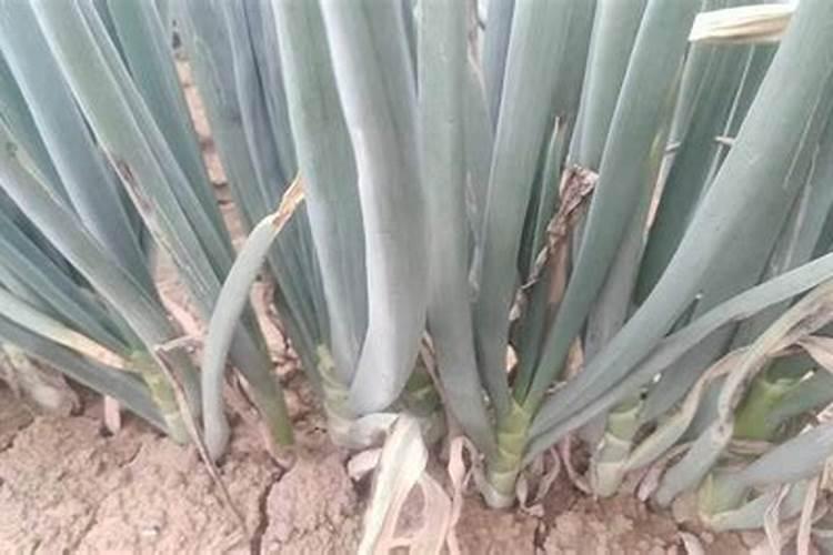 香蕉用什么肥料好