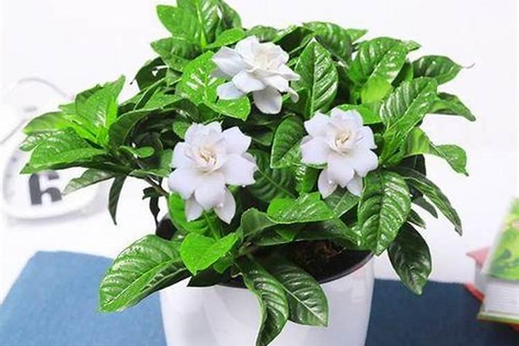 四季栀子花怎么养护