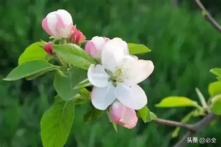 玫瑰花用什么肥料最好