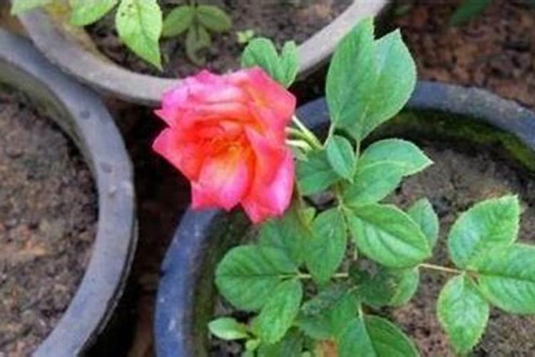 玫瑰花怎么施肥,玫瑰花施氮磷钾肥最为合适