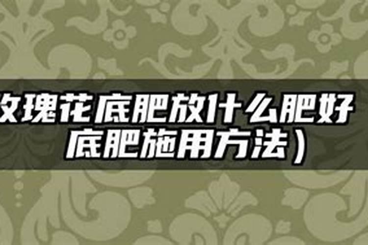 玫瑰花怎么养？玫瑰花正确养殖方法