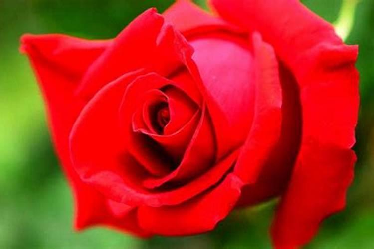 玫瑰花怎么施肥,玫瑰花施氮磷钾肥最为合适