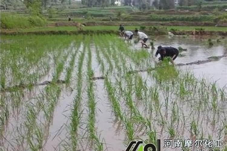 脲铵氮肥和尿素的区别是什么