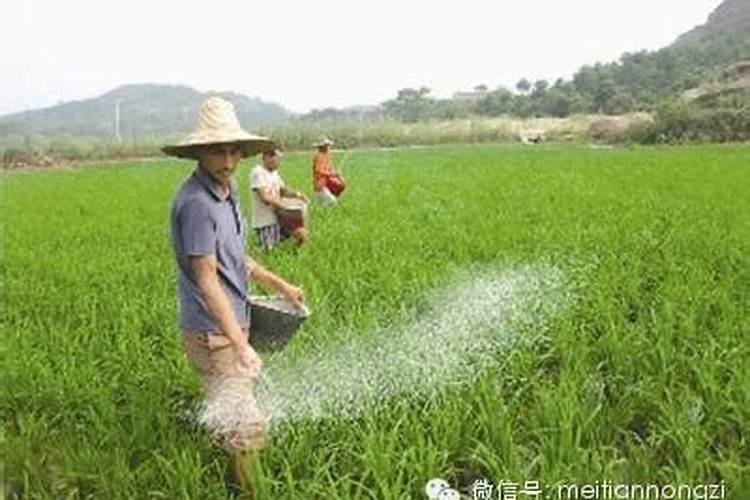 果岭草混播的草坪用什么肥料合适
